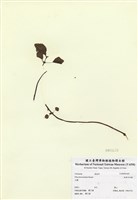 藏品(短角冷水麻)的圖片